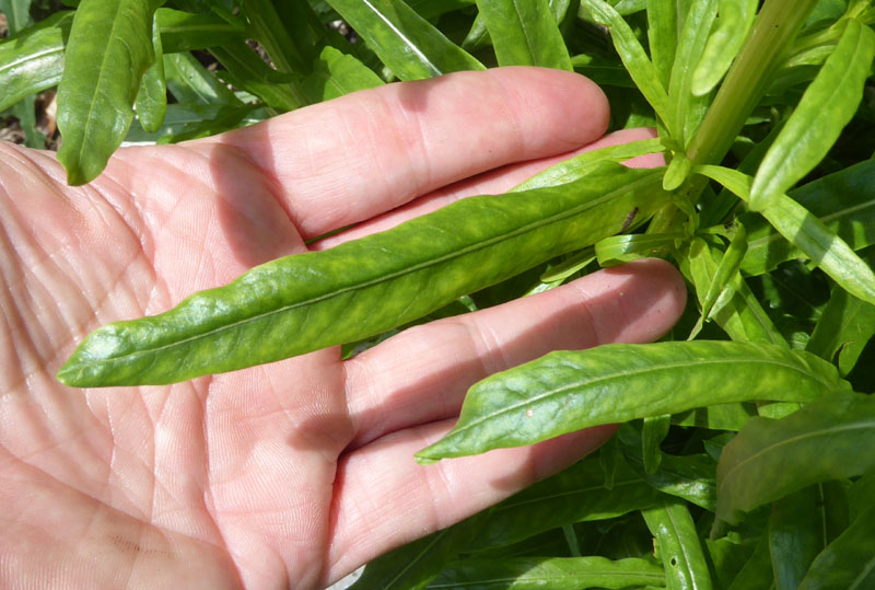 Reseda luteola - Resedaceae